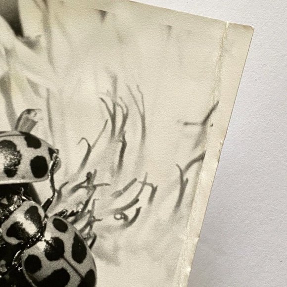c1970 Original Ladybugs Black White Photograph Steven Willhite Glen Ellen IL - Picture 3 of 7